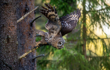 The owl with prey. The Ural owl (Strix uralensis). . Summer forest. Natural habitat.