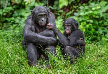 Naklejka premium Bonobo with baby. Scientific name: Pan paniscus, called the pygmy chimpanzee. Democratic Republic of Congo. Africa