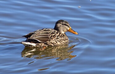 Ducks in the water