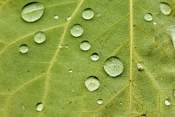 Detalle de unos gotas de agua sobre una hoja del árbol del amor
