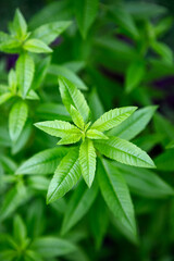 Fresh leaves of a fragrant lemon verbena plant growing in a garden, used as a medicinal and culinary herb, and also in teas and for its essential oils