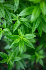 Fresh leaves of a fragrant lemon verbena plant growing in a garden, used as a medicinal and culinary herb, and also in teas and for its essential oils