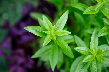 Fresh leaves of a fragrant lemon verbena plant growing in a garden, used as a medicinal and culinary herb, and also in teas and for its essential oils - 482092268
