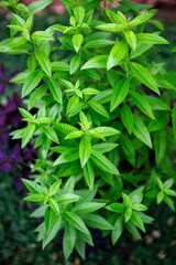 Fototapeta na wymiar Fresh leaves of a fragrant lemon verbena plant growing in a garden, used as a medicinal and culinary herb, and also in teas and for its essential oils