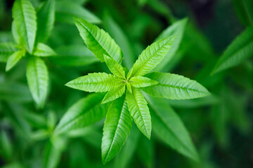 Fresh leaves of a fragrant lemon verbena plant growing in a garden, used as a medicinal and culinary herb, and also in teas and for its essential oils - 482092277