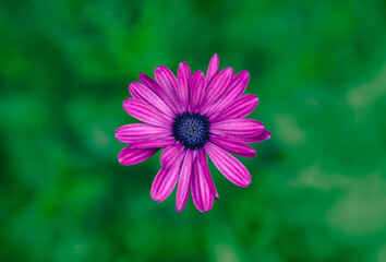 Top view close up of a purple African Daisy flower, or Osteospermum, growing in a summer flower garden