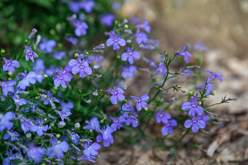 Beautiful lobelia 'blue carpet' flowers blooming in spring as a border or groundcover - obrazy, fototapety, plakaty