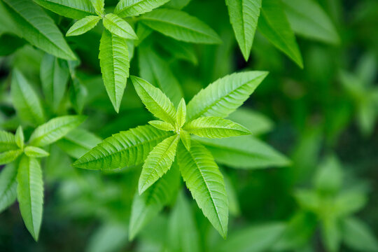 Fresh leaves of a fragrant lemon verbena plant growing in a garden, used as a medicinal and culinary herb, and also in teas and for its essential oils
