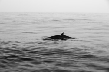 Pods of Oceanic dolphins or Delphinidae playing in the water