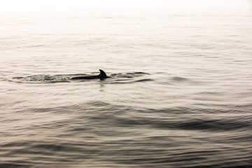 Fototapeta premium Pods of Oceanic dolphins or Delphinidae playing in the water