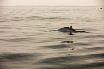 Fototapeta premium Pods of Oceanic dolphins or Delphinidae playing in the water