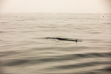 Fototapeta premium Pods of Oceanic dolphins or Delphinidae playing in the water
