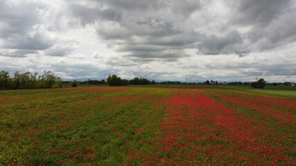 Campo di papaveri