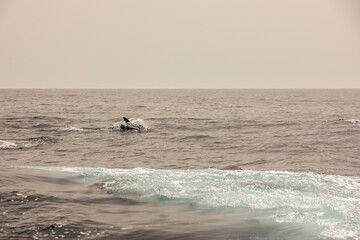 Pods of Oceanic dolphins or Delphinidae playing in the water