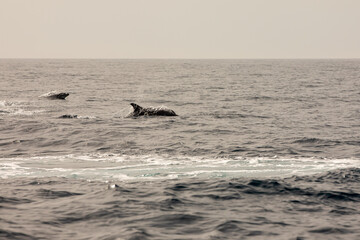 Fototapeta premium Pods of Oceanic dolphins or Delphinidae playing in the water