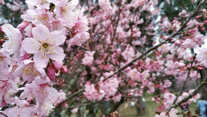 Fototapeta premium Cherry Blossoms