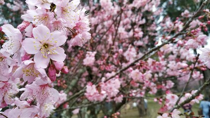 Cherry Blossoms