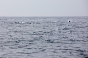Pods of Oceanic dolphins or Delphinidae playing in the water