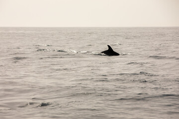 Naklejka premium Pods of Oceanic dolphins or Delphinidae playing in the water