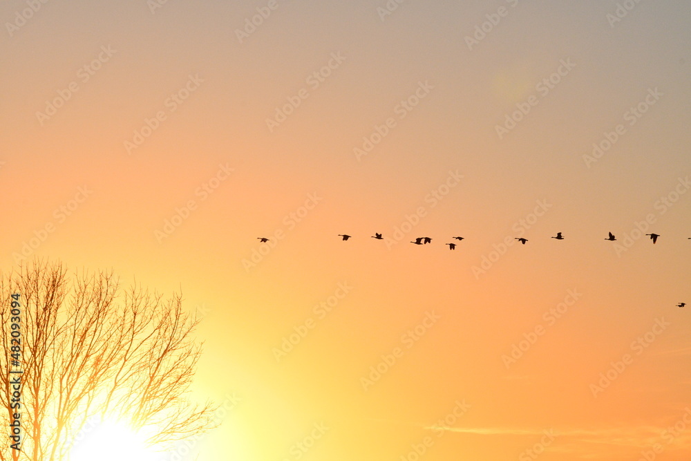 Sticker geese flying in a bright sunset