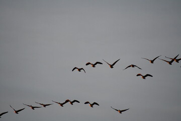 Geese Flying in a Gray Sky