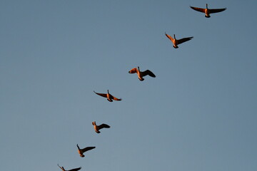 Geese Flying in a Blue Sky