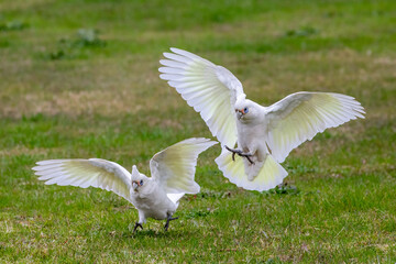 Obraz premium Australian Little Corella in flight