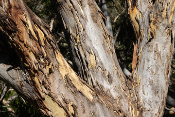 Close up of bark of a Scribbly Gum Tree