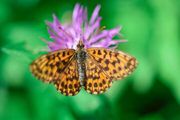 butterfly on a purple flower