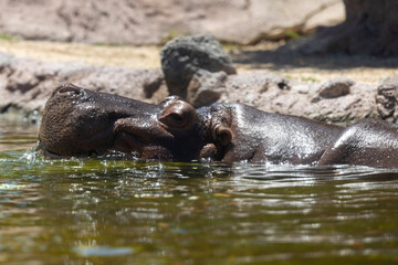 hippopotamus in the water