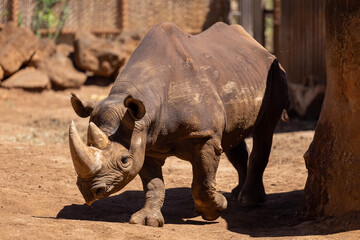 white rhino in the zoo