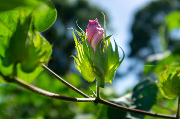close up of a fresh and beautiful cotton flower bud