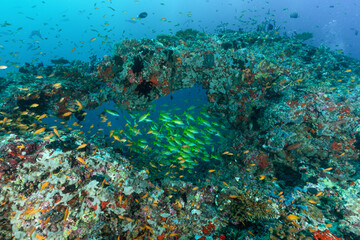 barriera corallina con spugne, coralli ed un branco di pesci azzannatori striati, Lutjanus kasmira