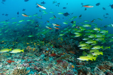 Naklejka na ściany i meble barriera corallina con spugne, coralli ed un branco di pesci azzannatori striati, Lutjanus kasmira