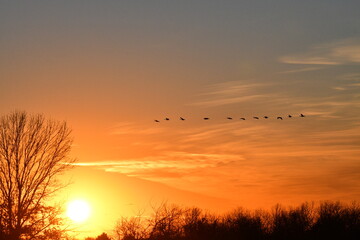 Geese Flying in a Bright Sunset Sky