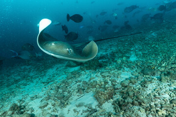 Razza o pastinaca con pesci chirurgo e altri tipi di pesce su fondo sabbioso © Massimo