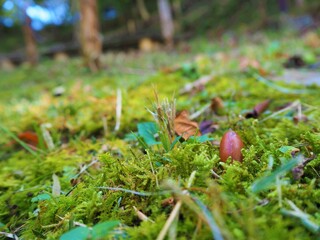 Moss and an acorn in the mountain