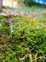 Moss in the mountain