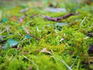 Moss in the mountain