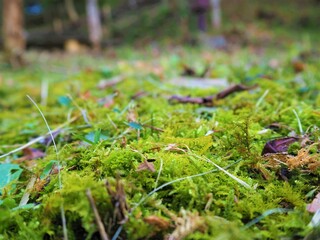 Moss in the mountain