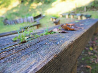 Wooden bench covered with moss