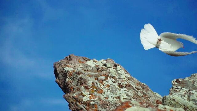 Symbol of freedom White dove on top