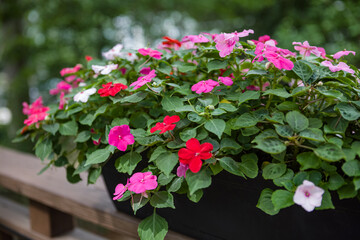 Pretty pink, red and white impatiens blooming in a container on a backyard deck railing in a shade garden - obrazy, fototapety, plakaty
