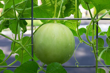 Snow Mass honeydew melon growing on a cattle panel trellis in a backyard home garden