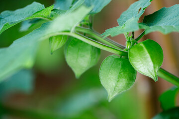 Ground cherries 'Aunt Molly's' growing on the vine in a home garden