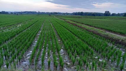 Fototapeta na wymiar field of rice