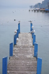 Obraz premium Pear with seagle in France