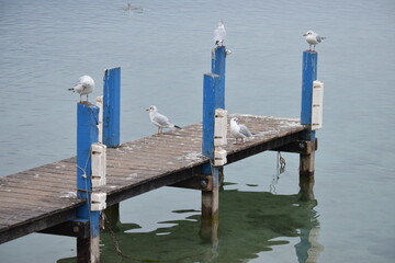 Pear with seagle in France