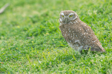 Burrowing owl perched on the grass field