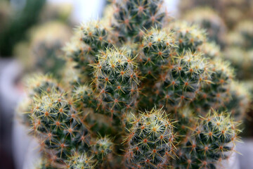 closeup of beautiful cactus
